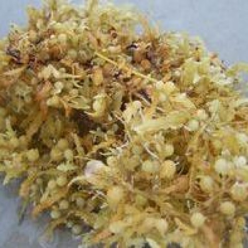 Seaweed Extract Technologies